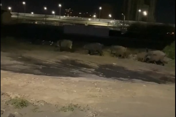 Тюменец удивлялся диким животным и успел снять их на видео Тюменец удивлялся диким животным и успел снять их на видео