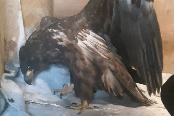 Птичку жалко: в Нижневартовске вахтовик нашел обессиленного орлана-белохвоста