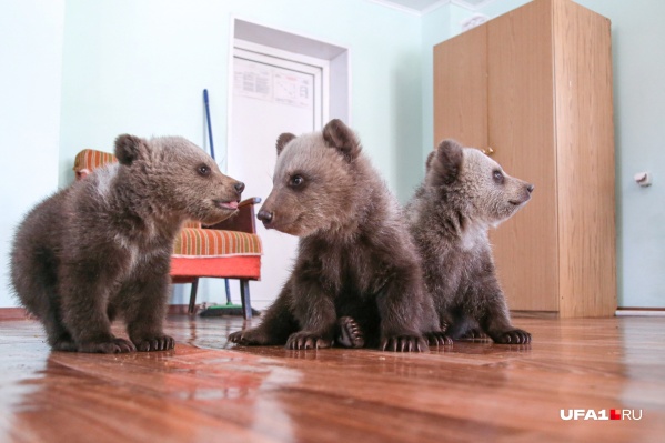 Сейчас косолапые малыши подрастают в медвежьих яслях Сейчас косолапые малыши подрастают в медвежьих яслях 