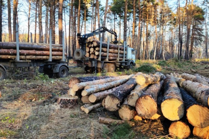 Вырубленные в Красноярке сосны Вырубленные в Красноярке сосны