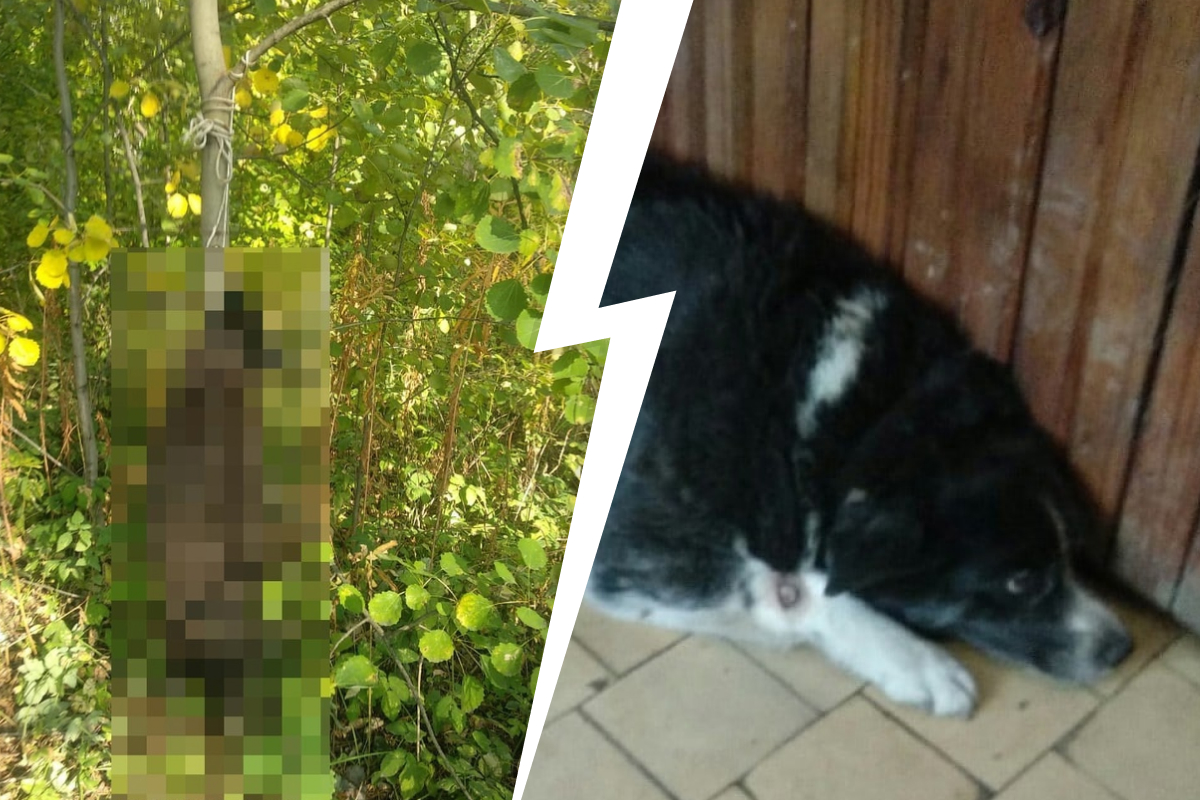 «Сосед сказал, что в полиции ничего не докажу»: в Березовском собаку повесили в лесу