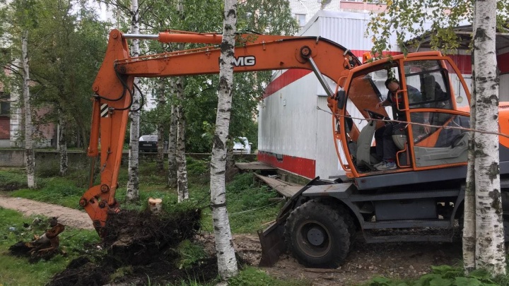 «Нет понимания, что дерево — ценность». Мнение о том, почему провалено озеленение в Архангельске