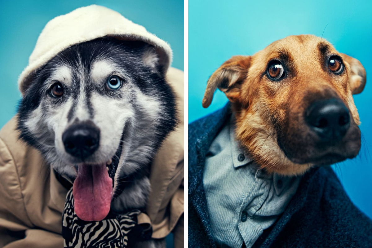 В Екатеринбурге собакам устроили фотосессию, от которой зашкаливают мимиметры