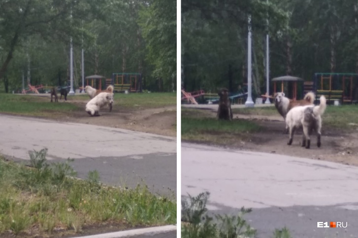 Бродячих животных периодически видят в парке Чкалова Бродячих животных периодически видят в парке Чкалова