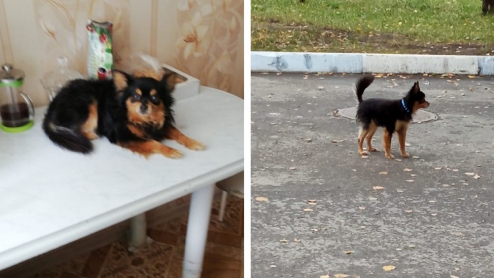 «Пнул ее в сердце, она упала замертво»: в Новосибирске соседи повздорили из-за собаки, пометившей колеса машины