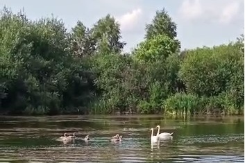 Эта пара уже не первое лето живет на небольшом пруду в Сосновском районе Эта пара уже не первое лето живет на небольшом пруду в Сосновском районе