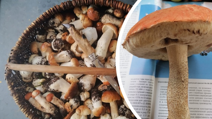 Молоденькие подберезовики уже пошли: где и какие грибы собирать в Ярославской области