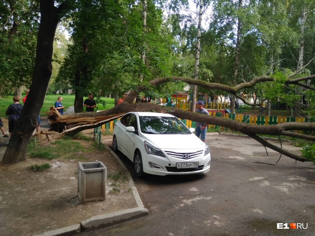 «Ситуация во дворе аварийная»: в Пионерском дерево упало на иномарку