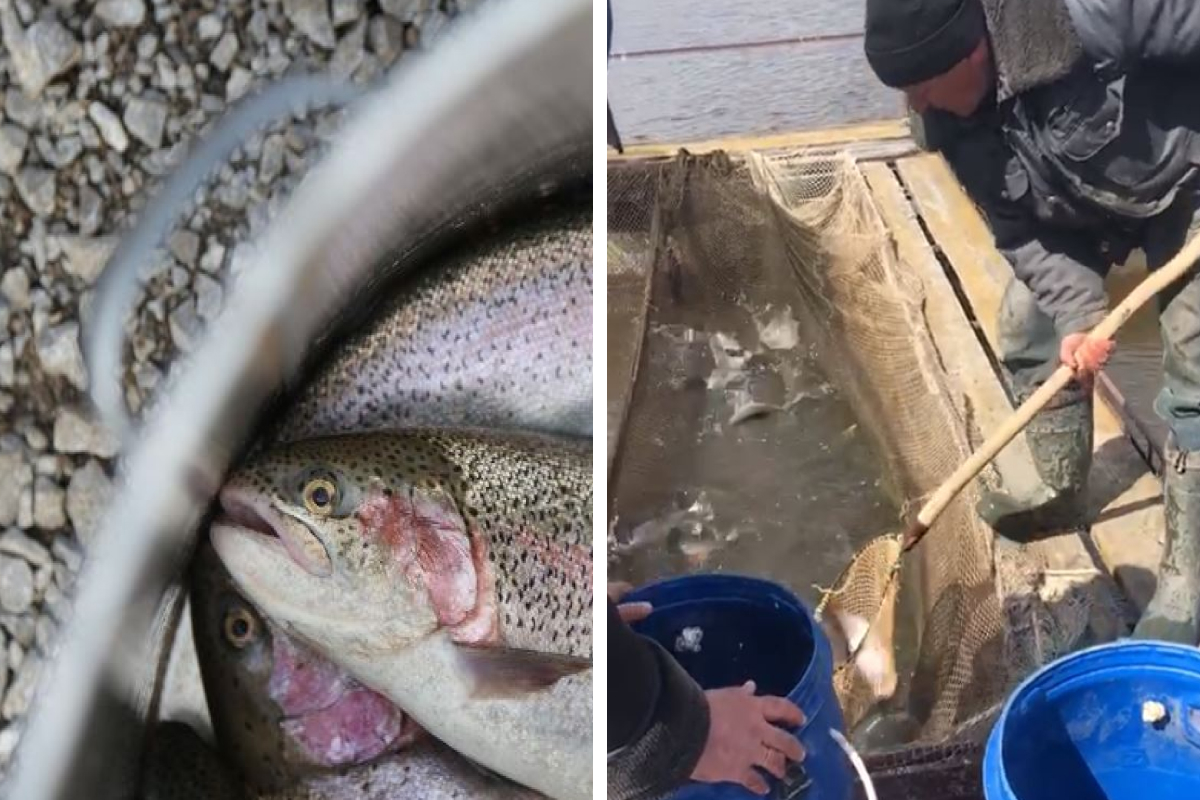 Владельцы уральской форелевой фермы, которым закрыли доступ к водоему, смогли спасти часть рыбы