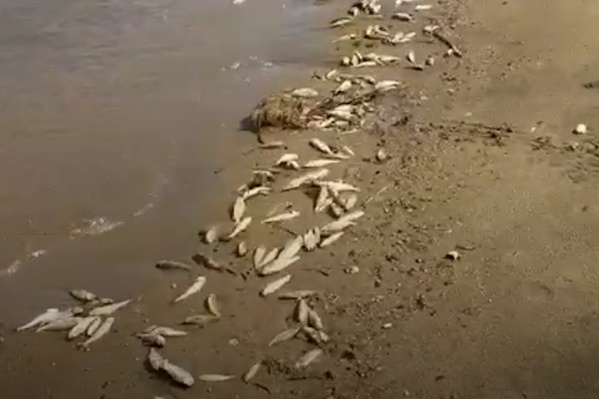 Дохлой рыбой оказался усыпан весь пляж Дохлой рыбой оказался усыпан весь пляж