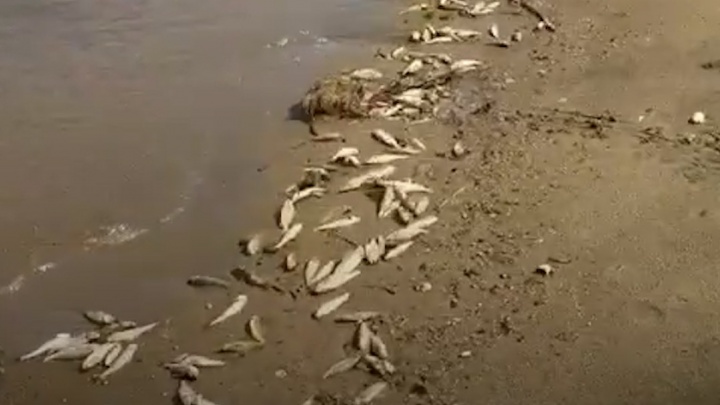 Южноуральцев встревожили сотни мертвых рыб на берегу популярного водоема