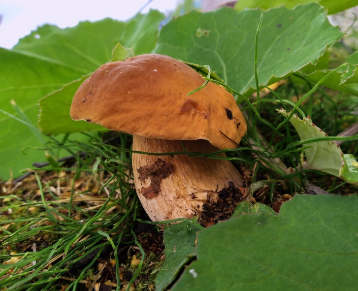 Надежда такой гриб нашла рядом со своим домом в Цигломени. Подмечает, что даже в лес ходить не надо — грибов и тут море