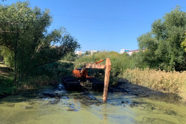 Вместо зарослей камыша в парке может появиться лодочный прокат Вместо зарослей камыша в парке может появиться лодочный прокат