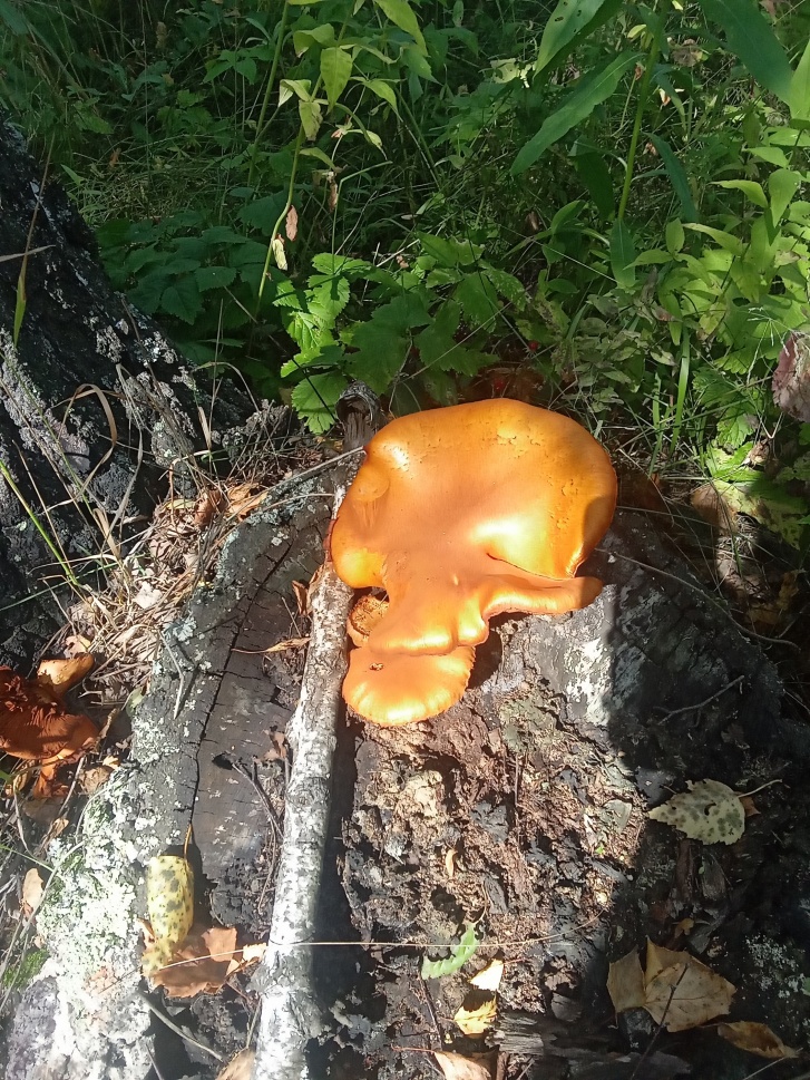 Этот гриб можно встретить на мертвой древесине лиственных пород