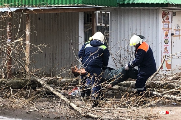 Смертельно опасные деревья жители безуспешно просили спилить два года Смертельно опасные деревья жители безуспешно просили спилить два года