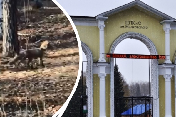 В ЦПКиО не в первый раз заметили лису В ЦПКиО не в первый раз заметили лису 