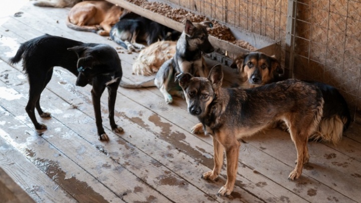 В Волгограде МБУ «Северное» уличили в фальсификации документов на бездомных животных