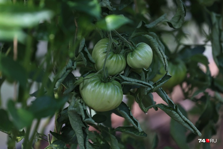 Скрученные листья могут говорить сразу о нескольких заболеваниях. Но в большинстве случаев помидоры можно спасти
