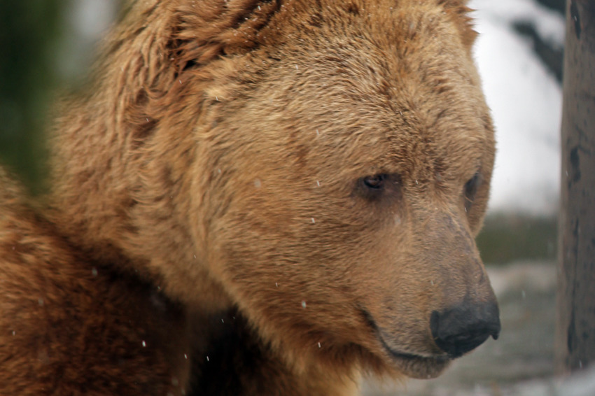 «Задача — первым взять медведя»: два уральских охотника на спор будут искать дикого зверя в тайге