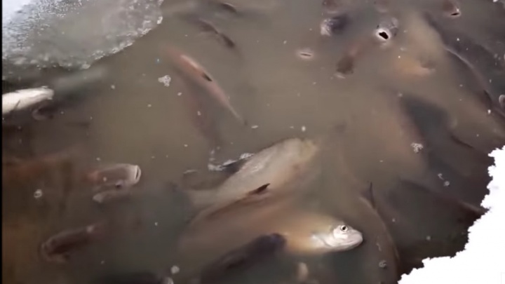 «Рыба в Сургуте толпами вылазит, уже кверху брюхом»: Росрыболовство прокомментировало видео очевидца