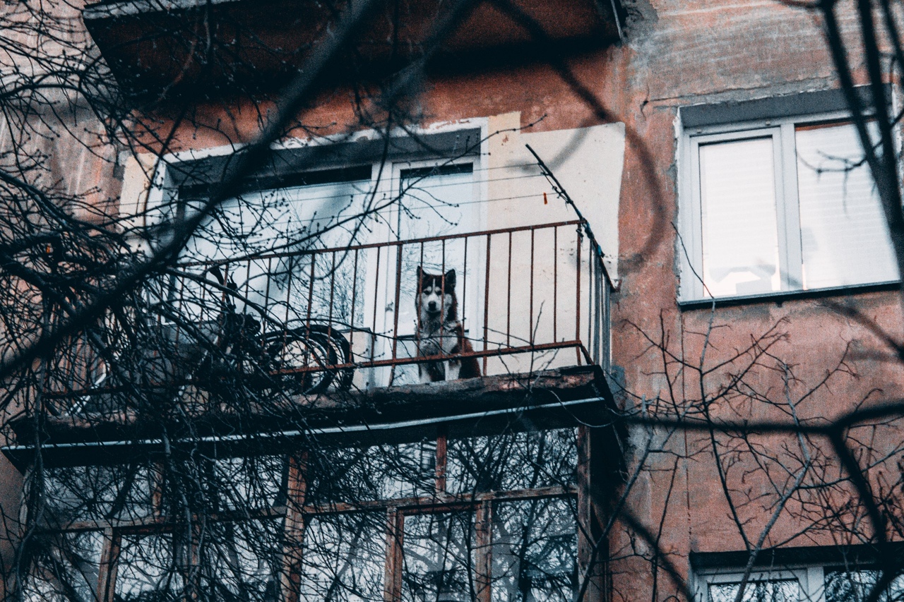 Хороший мальчик охраняет каменные джунгли Хороший мальчик охраняет каменные джунгли
