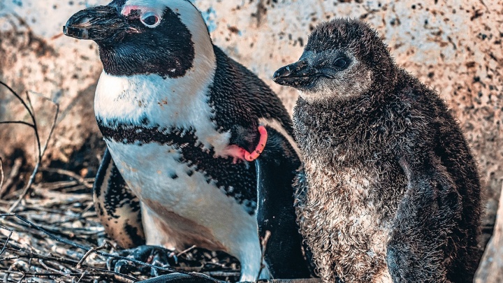 Красноярцев просят придумать имя новорожденному пингвиненку