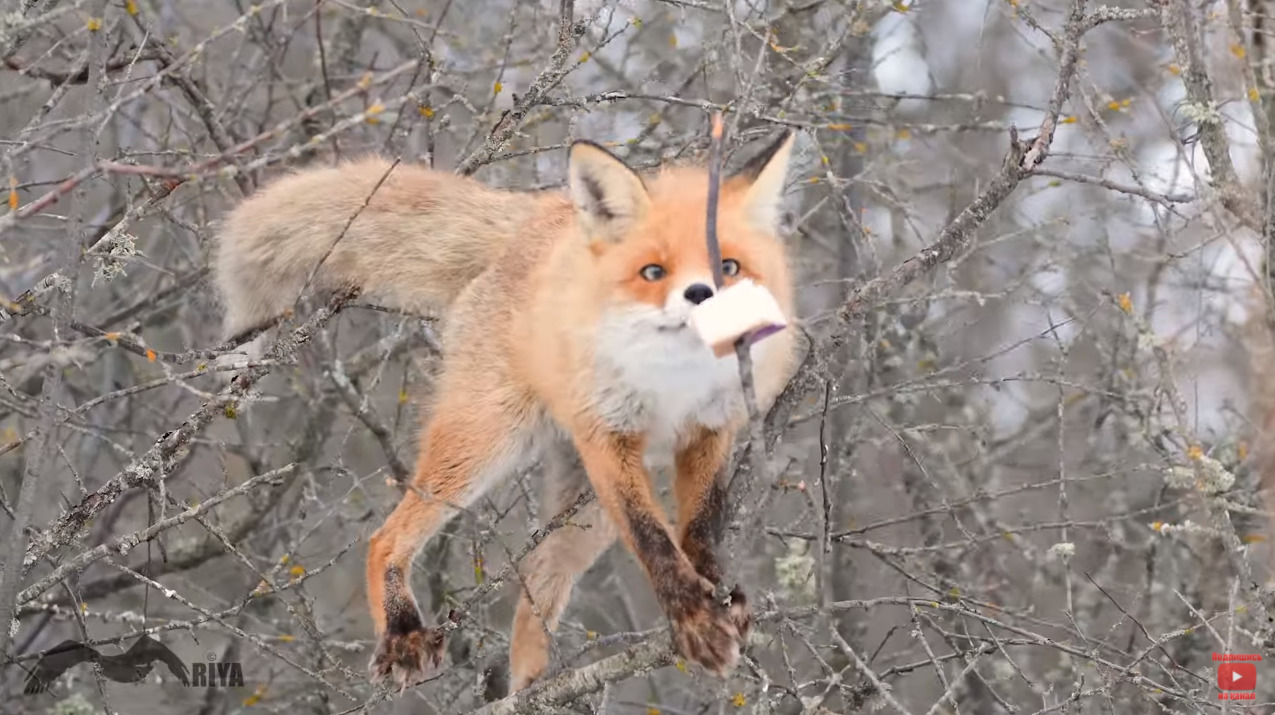 Скриншот видео с канала <a href="https://youtu.be/3vqMeGqsNOQ" target="_blank" class="_">My-Mriya Crimea Wildlife</a> на YouTube