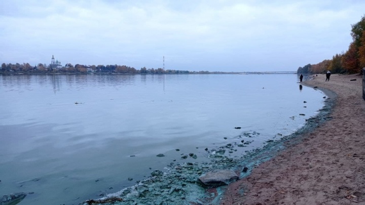 Берег Волги в Павловской роще покрыла сине-зеленая жижа. Объясняем, что происходит с рекой