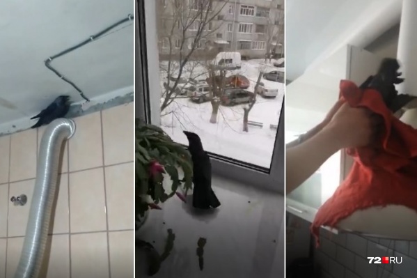птица в квартиру залетела через вентиляцию. Смотреть фото птица в квартиру залетела через вентиляцию. Смотреть картинку птица в квартиру залетела через вентиляцию. Картинка про птица в квартиру залетела через вентиляцию. Фото птица в квартиру залетела через вентиляцию