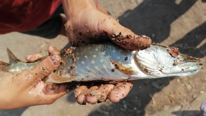 Уфимцы заметили гибель рыбы в реке, с которой в 90-х началась фенольная катастрофа