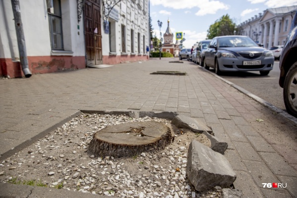 В тех местах, где росли деревья сейчас из земли торчат пеньки В тех местах, где росли деревья сейчас из земли торчат пеньки