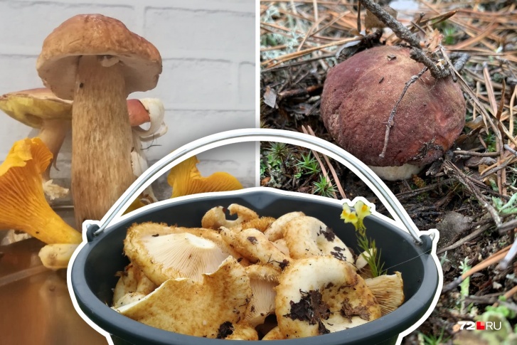 Грибная пора продлится до октября. Успевайте набрать лесных даров на зиму