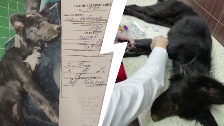 Живодеры, заморившие собаку на Урале, увезли ее тело из ветклиники