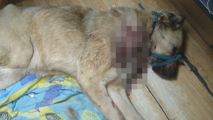 «Двух убил, а третья выжила»: в Ярославской области волонтеры спасли искалеченную хозяином собаку