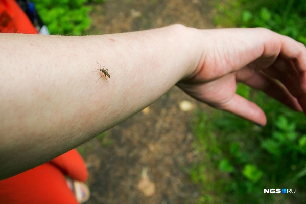 Комары ориентируются на температуру тела — поэтому их любимчиками становятся люди с поверхностно расположенными капиллярами