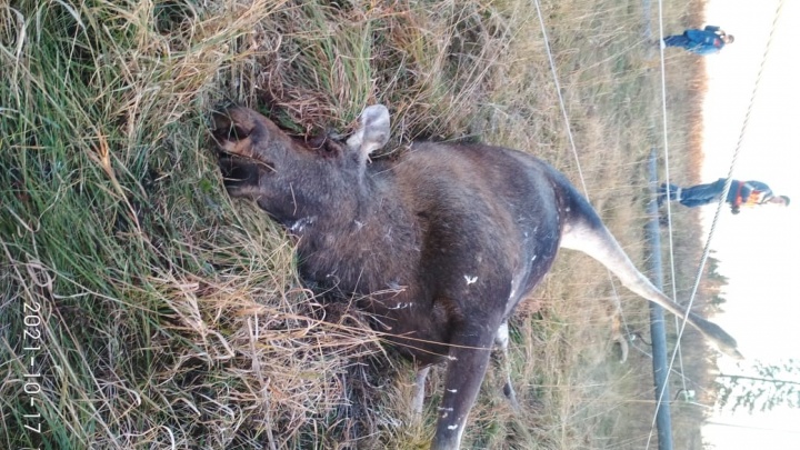 Лосиху и двух лисиц убило током из-за упавшей ЛЭП в Кузбассе