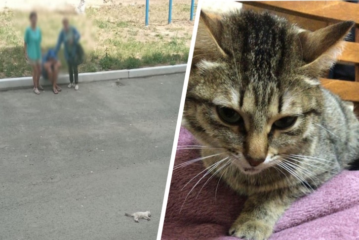 Кошка получила множество травм, а котенок погиб Кошка получила множество травм, а котенок погиб
