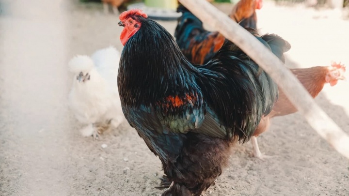 Власти забирают куриц с тюменской птицефабрики. Всё из-за птичьего гриппа