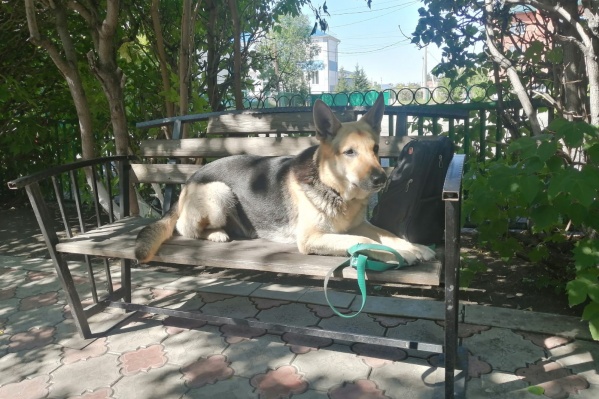 Собаку зовут Раза, ей 4 года Собаку зовут Раза, ей 4 года