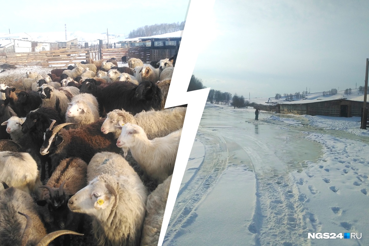 Сельское хозяйство сибирского фо. Фермы в красноярском крае. Сельское хозяйство красноярского края. Животноводческий комплекс зао сибирь-1. Ип кфх зубарева.