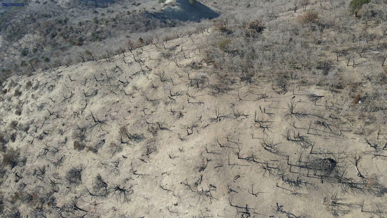 Гектары ценных реликтовых лесов превратились в выжженную пустыню