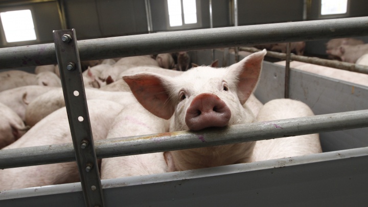 На ферме в Сургутском районе произошла вспышка африканской чумы. Погибло более 200 свиней