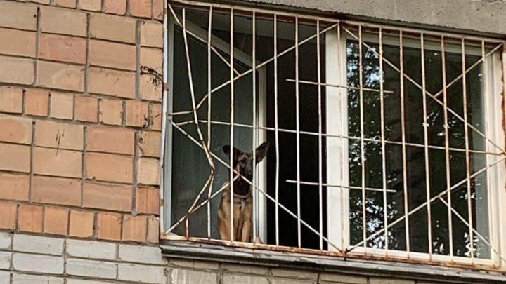 «Держали одеяло, чтобы поймать внизу». Нижегородец спас из окна собаку, месяц просидевшую взаперти
