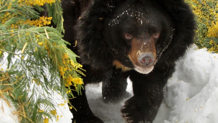 Теперь точно весна: в екатеринбургском зоопарке медведи вышли из спячки