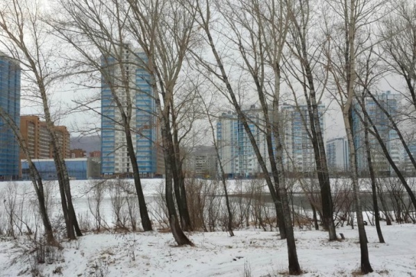 В «Белых росах» собаки часто нападают на людей. То на острове, то в квартирах В «Белых росах» собаки часто нападают на людей. То на острове, то в квартирах