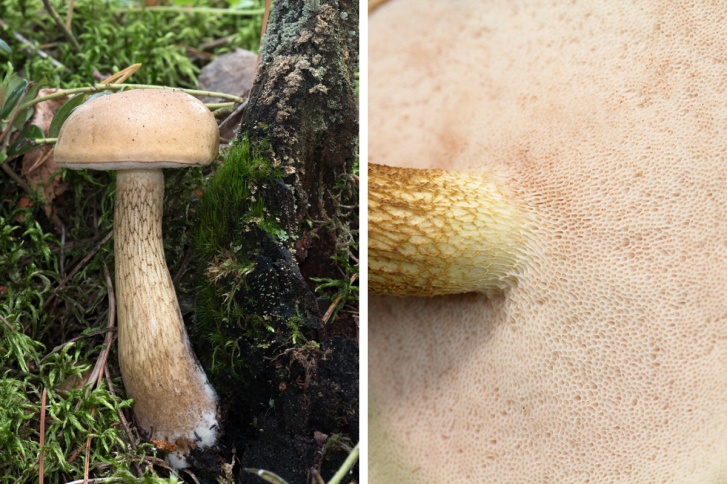 Желчный гриб. Обратите внимание на цвет трубочек — он будет слегка розоватым