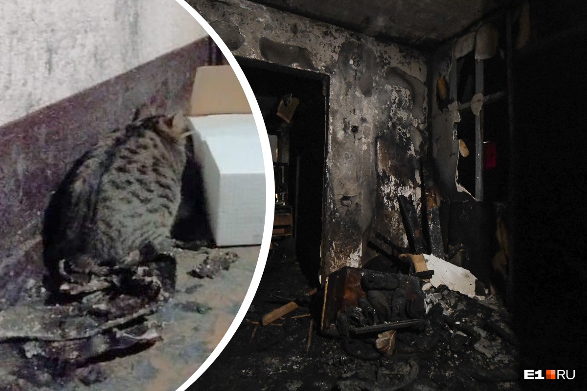 В Екатеринбурге ищут котика, выжившего в пожаре на ЖБИ. Он лишился хозяев