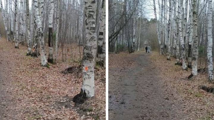 В Черняевском лесу на деревья нанесли разметку, неужели их срубят? Отвечают в мэрии