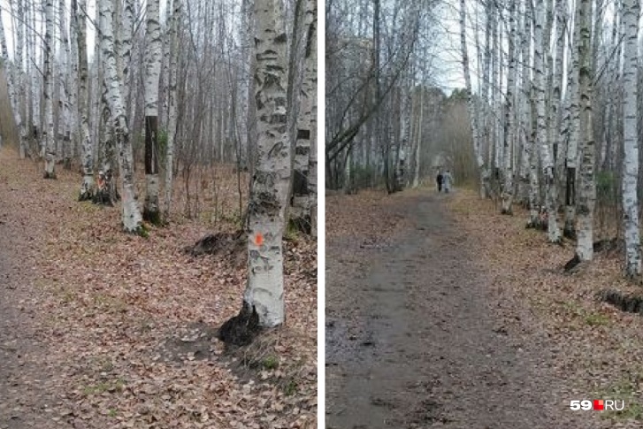 На деревьях в Черняевском лесу появились оранжевые метки