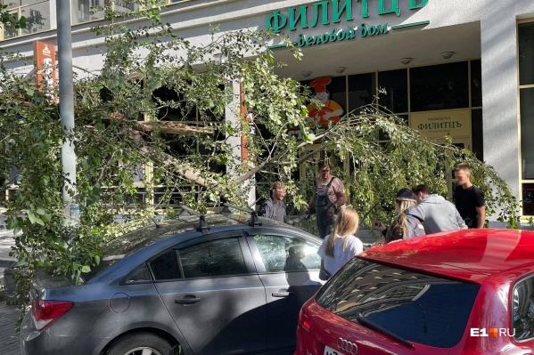 Дерево упало на автомобили у делового дома «Филитцъ» Дерево упало на автомобили у делового дома «Филитцъ»
